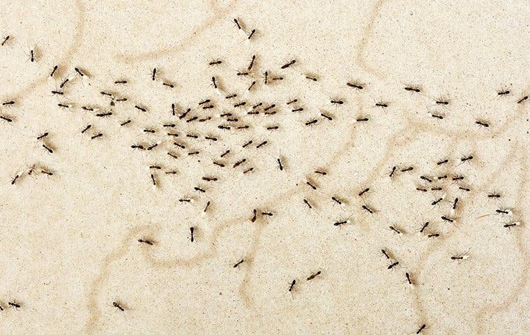Ant Extermination Hammond LA: Effective Solutions For Ant Infestations In Hammond Louisiana