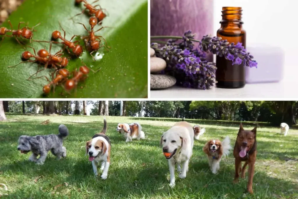 Ant Extermination Safe For Pets: Pet-Friendly Approaches To Ant Control