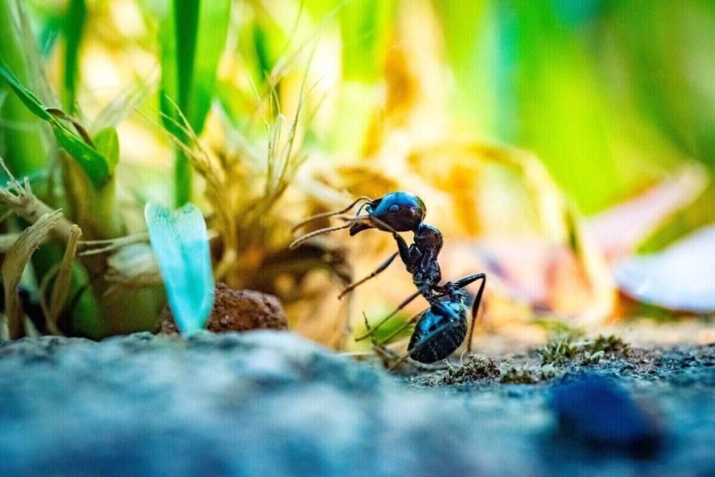 Ant Extermination Yard: Keeping Your Yard Free From Ant Colonies