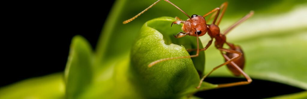 Ant Exterminator Anaheim: Effective Solutions For Ant Problems In California
