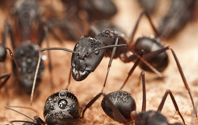 Ant Exterminator Berkeley: Safeguarding Your Home From Ant Infestations In California