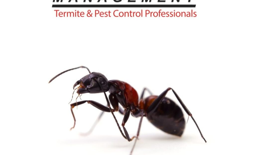 Ant Exterminator Berkeley: Safeguarding Your Home From Ant Infestations In California