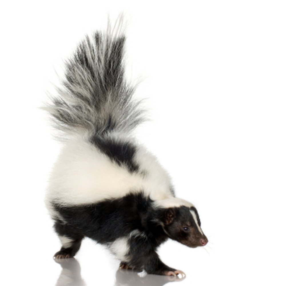 Are There Professional Skunk Removal Services Available In Chicago?