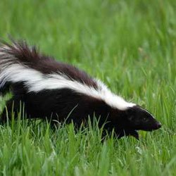 Are There Professional Skunk Removal Services Available In Chicago?
