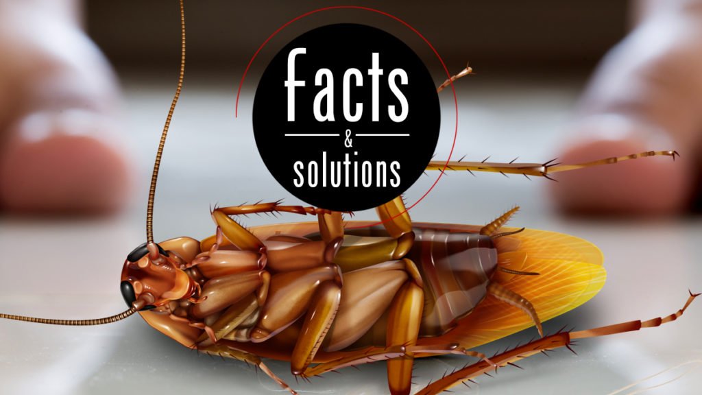 Best Pest Control For Cockroaches In Pune: Effective Strategies For Roach-Free Living