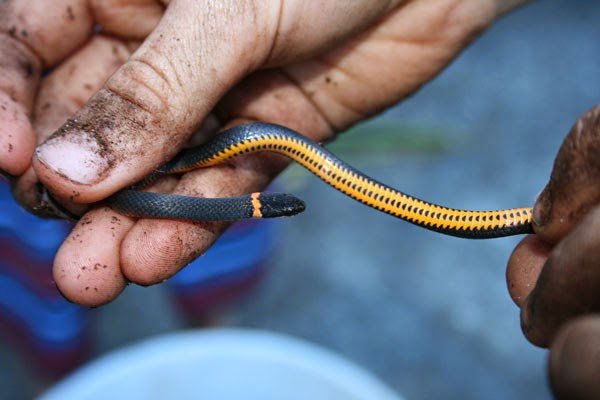 Best Snake For Rodent Control: Utilizing Nature’s Predators For Pest Management