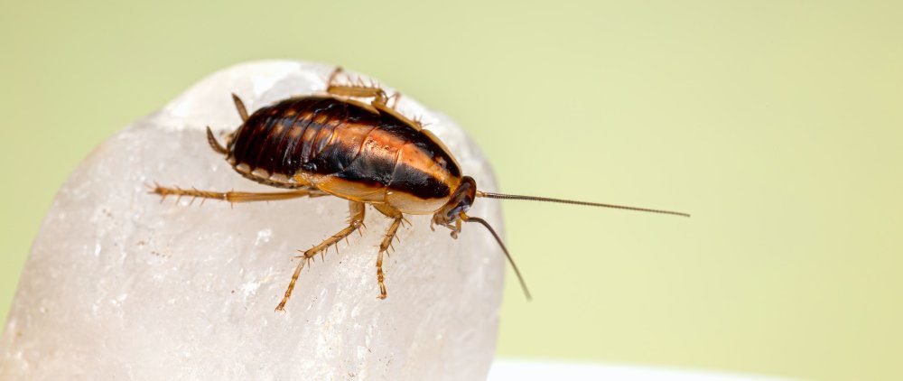 Boston Cockroach Control: Effective Strategies For Roach Extermination In Beantown
