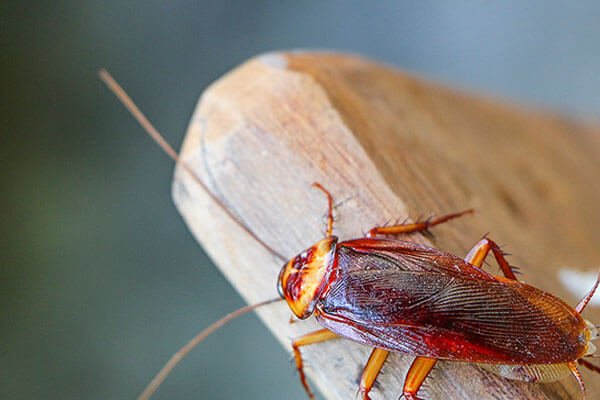 Boston Cockroach Control: Effective Strategies For Roach Extermination In Beantown