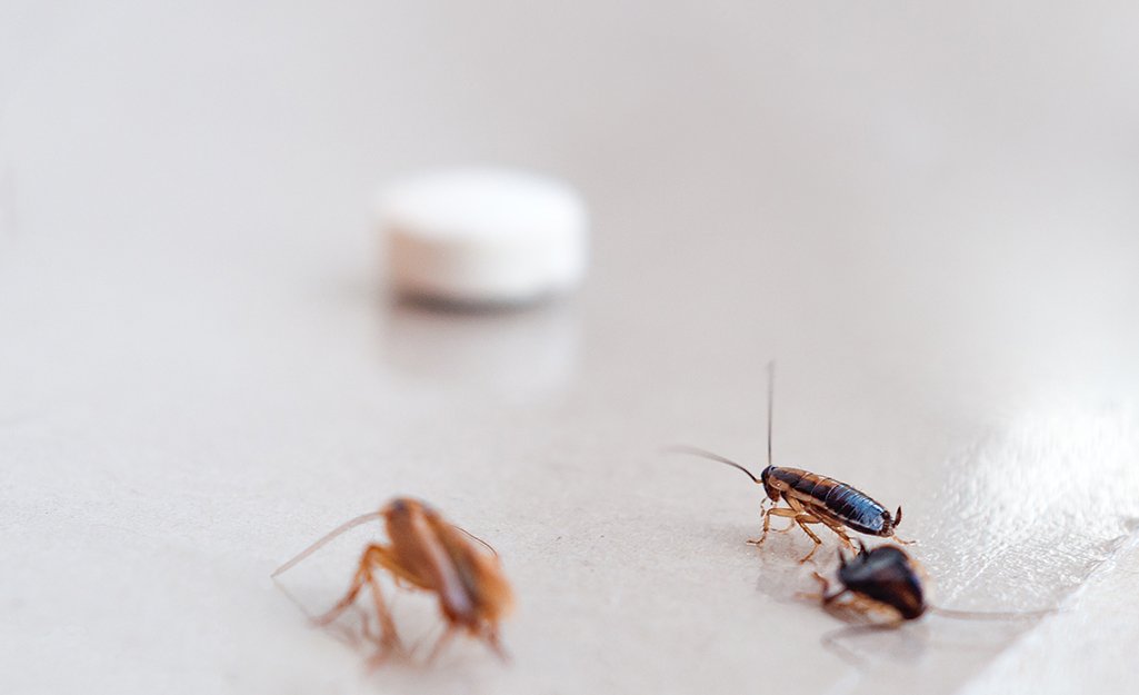 Can You 100% Get Rid Of Roaches?