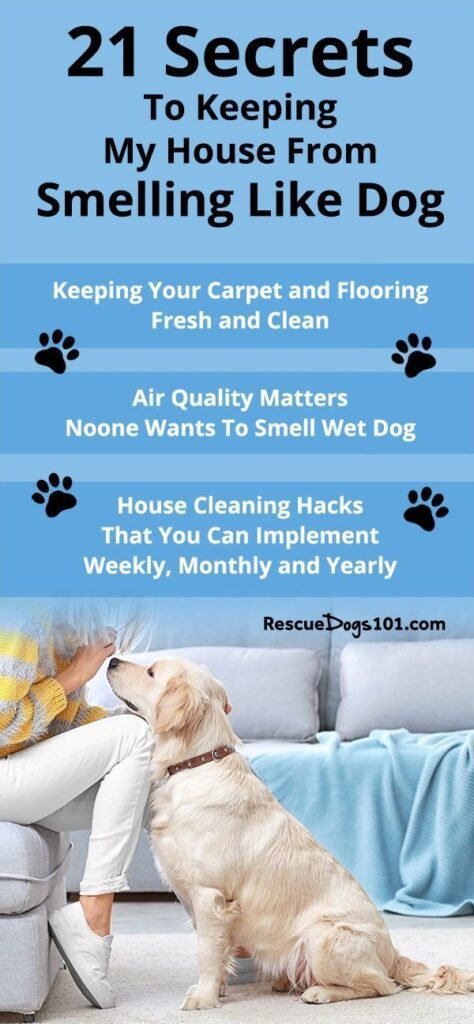 Can You Prevent Your House From Smelling Like A Dog?