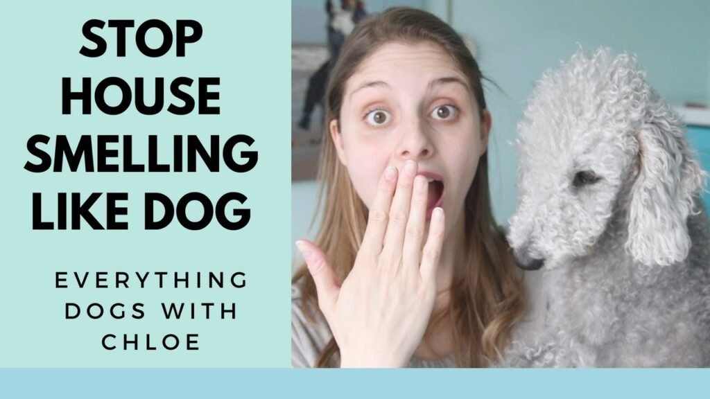 Can You Prevent Your House From Smelling Like A Dog?