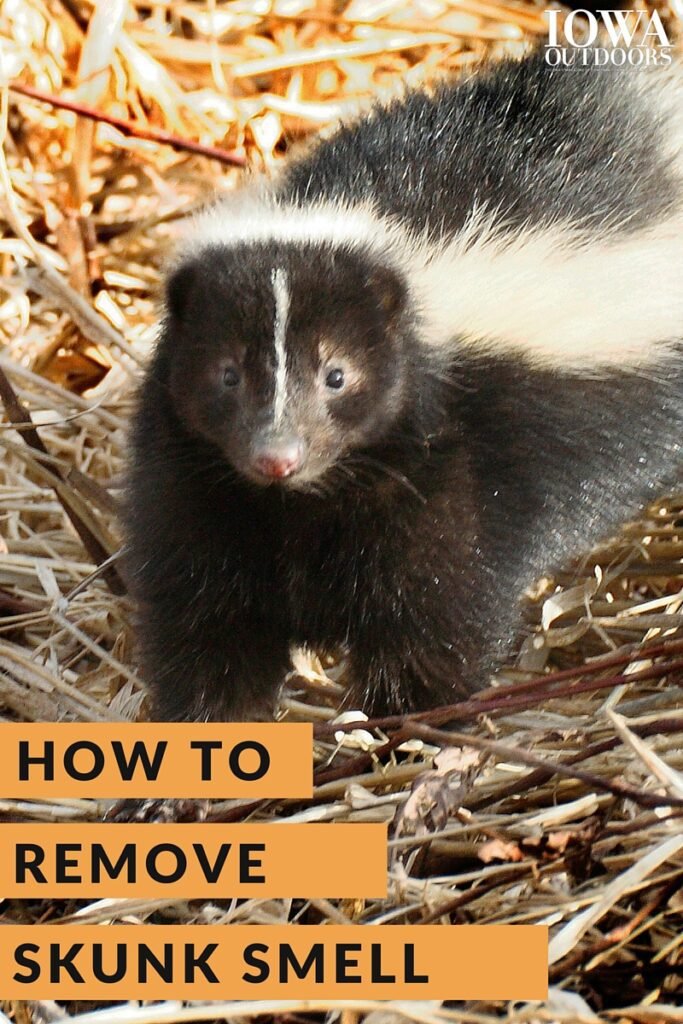 Can You Remove Skunk Scent Glands? Understanding The Challenges Of Skunk Odor Removal