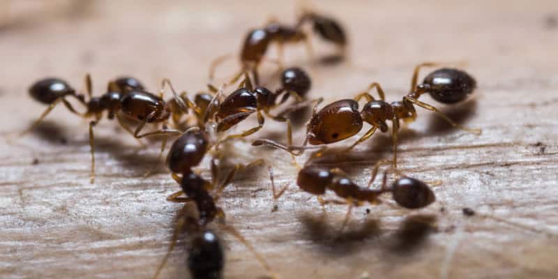 Carpenter Ant Extermination Cost: Budgeting For Effective Pest Control Solutions