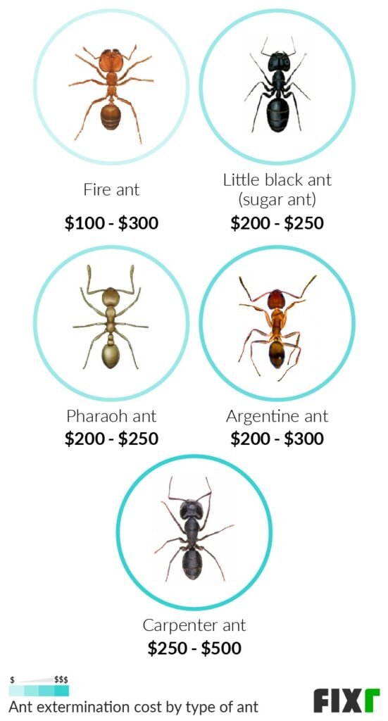 Carpenter Ant Extermination Cost: Factors Affecting The Price Of Removing Carpenter Ants