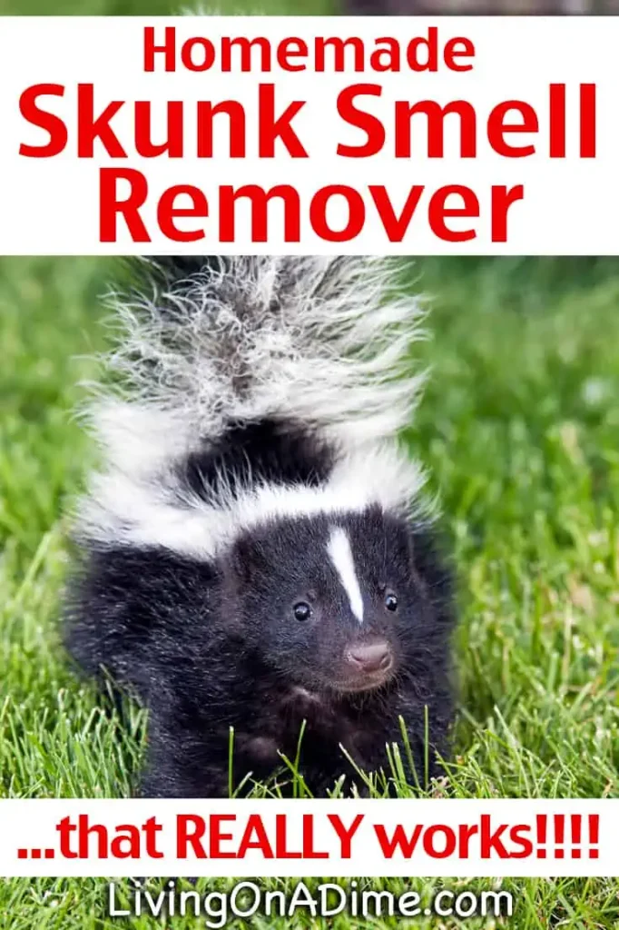 Cat Skunk Smell Removal: How To Help Your Feline Friend After A Skunk Encounter