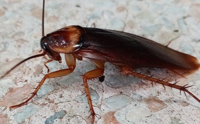 Cockroach Control Birmingham: Keeping Your Alabama Home Roach-Free