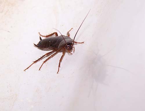Cockroach Control Birmingham: Keeping Your Alabama Home Roach-Free
