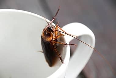 Cockroach Control Cleveland TN: Effective Strategies For Pest Management