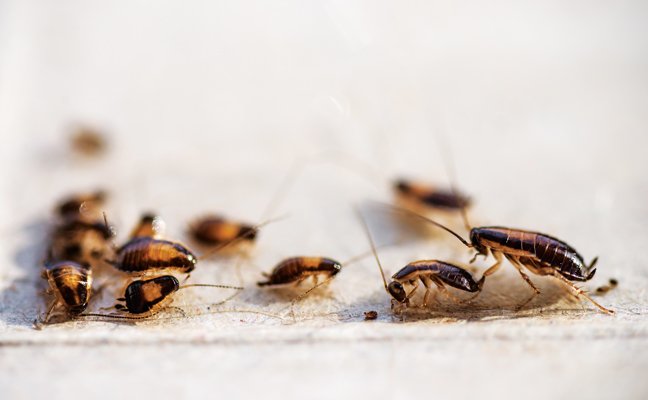 Cockroach Control In Lake Monticello: Tips For Effective Pest Management