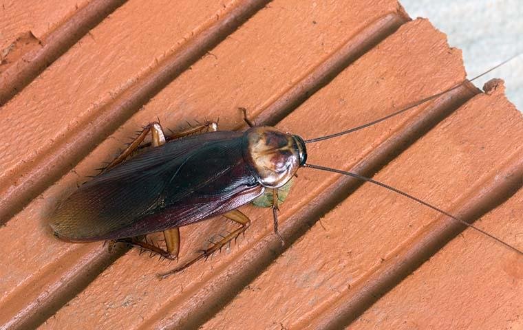 Cockroach Control Mississippi: Finding The Best Solutions For Roach Infestations