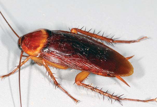 Cockroach Control Mississippi: Finding The Best Solutions For Roach Infestations