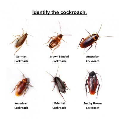 Cockroach Control NYC: Managing Roach Infestations In The Big Apple