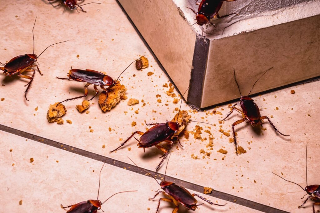 Cockroach Control NYC: Managing Roach Infestations In The Big Apple