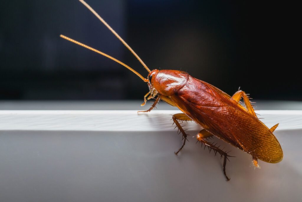 Cockroach Control South Dakota: Protecting Your Home From Unwanted Pests