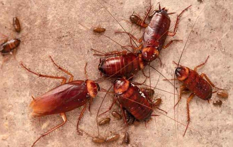 Cockroach Control West Palm Beach: Effective Strategies For Roach Extermination