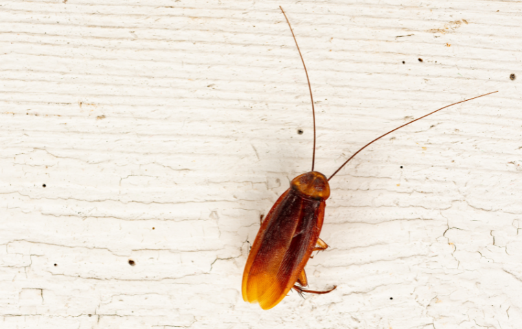 Cockroach Control West Palm Beach: Effective Strategies For Roach Extermination