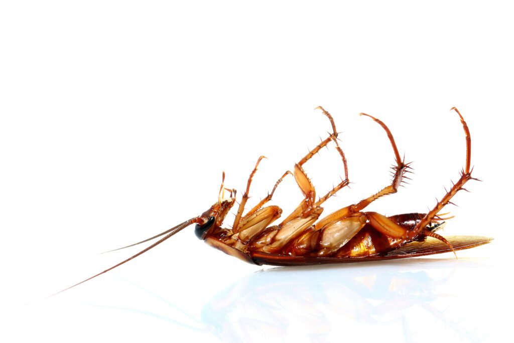 Cockroach Pest Control Gold Coast: Eliminating Roach Problems In Queensland