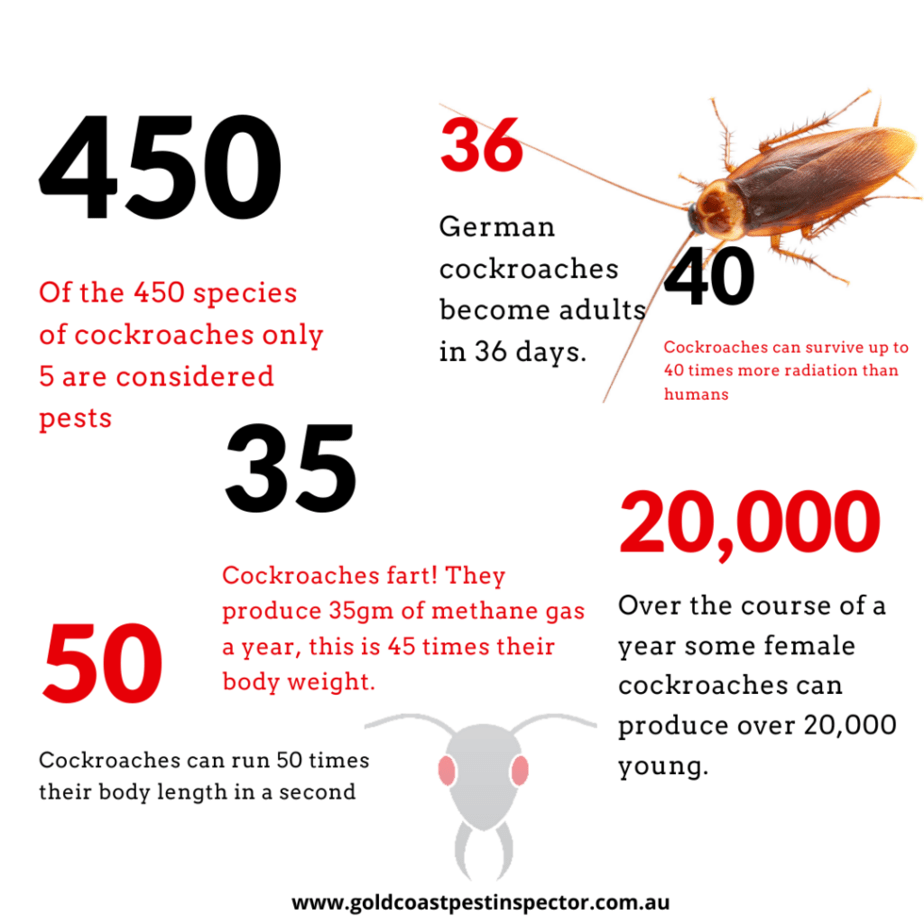 Cockroach Pest Control Gold Coast: Eliminating Roach Problems In Queensland