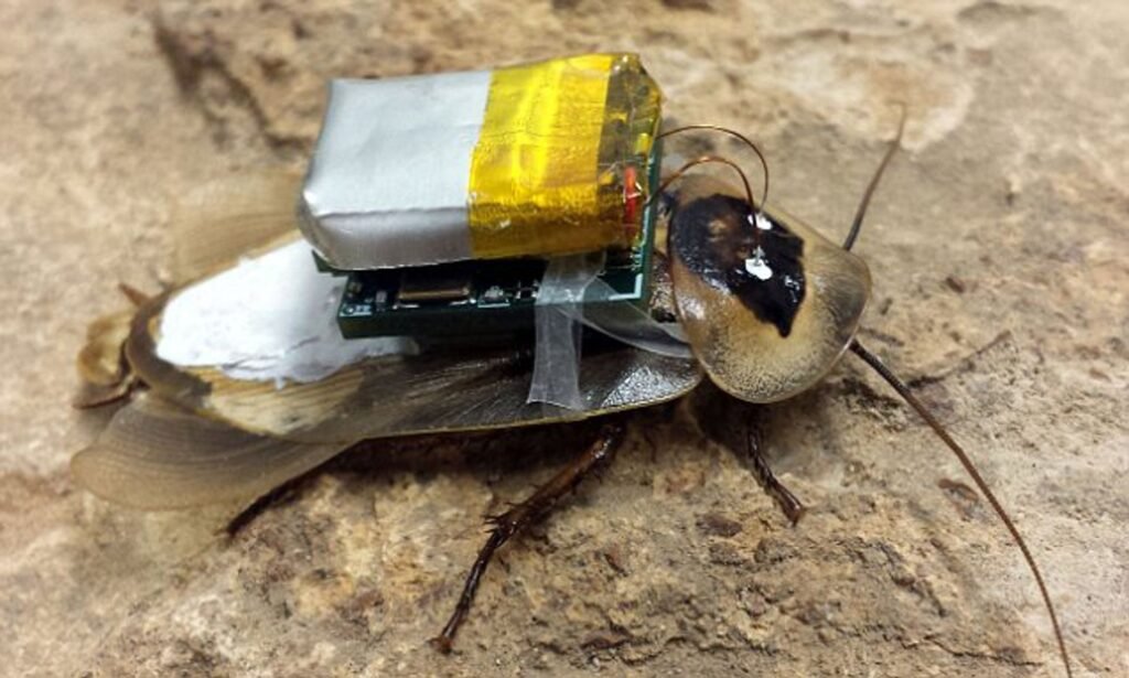 Control Cockroach With IPhone: Exploring The Power Of Technology In Pest Management