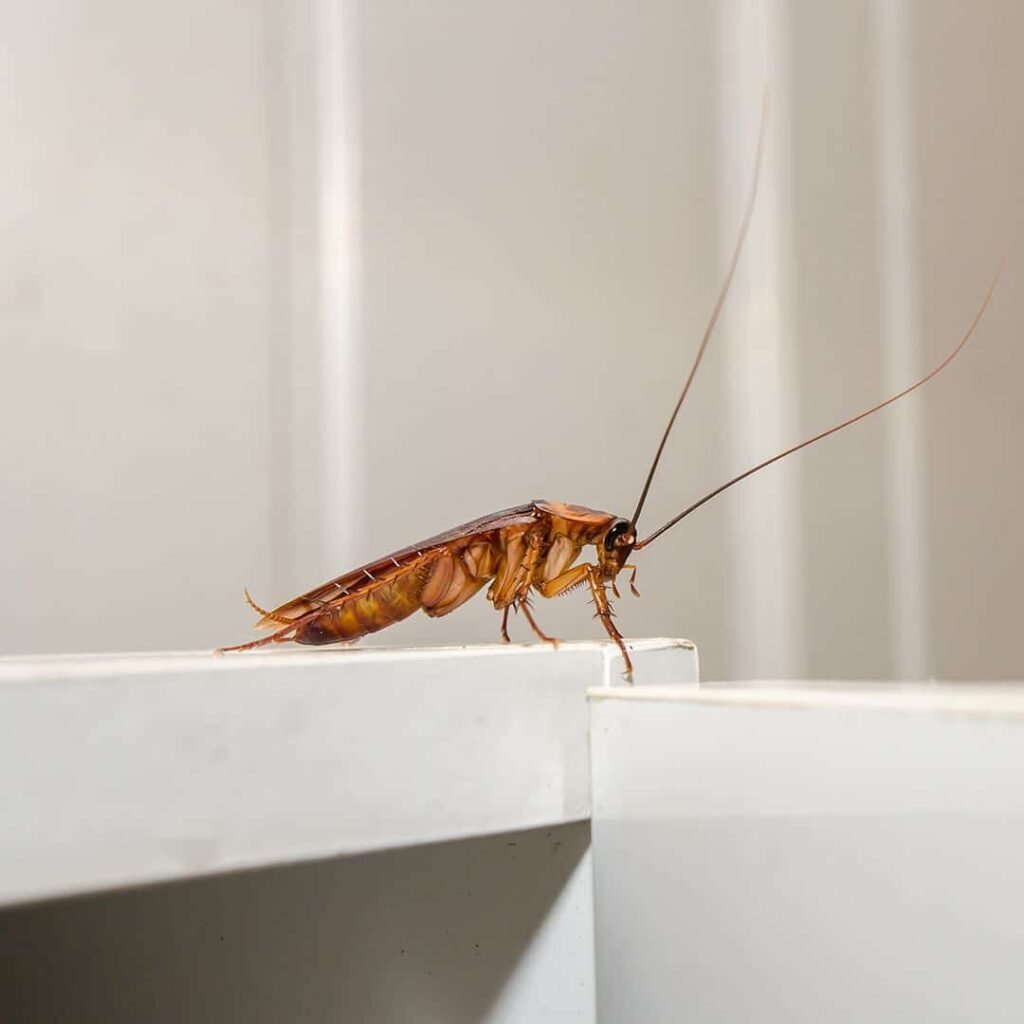 Do Roaches Ever Completely Go Away?