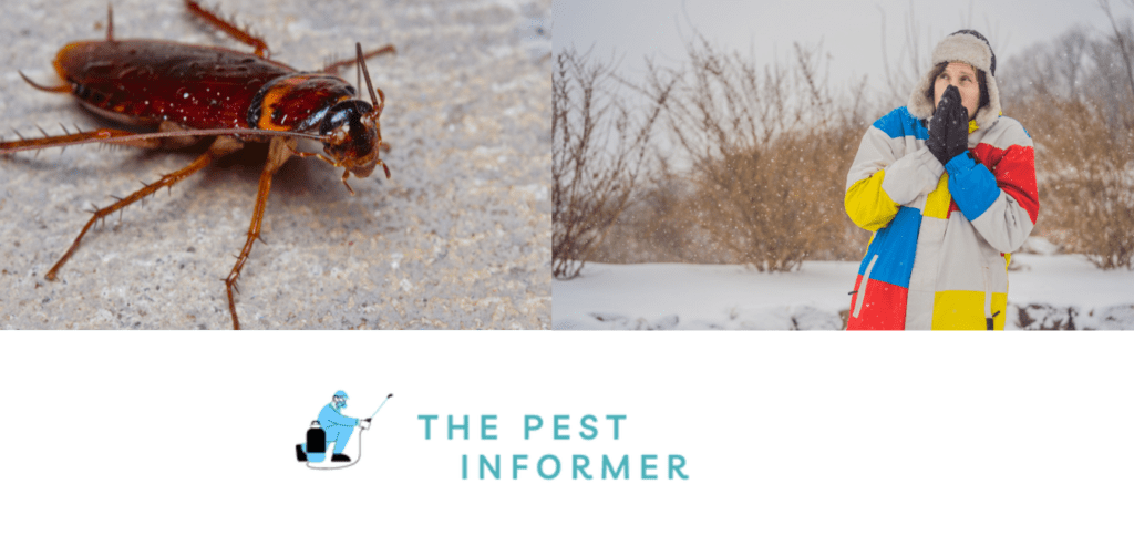 Do Roaches Go Away In Winter?