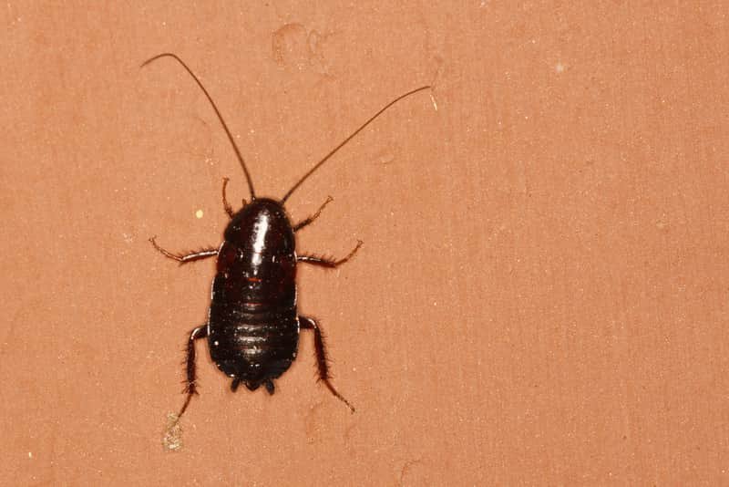 Do Roaches Go Away In Winter?
