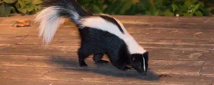 Do Skunks Pose Any Health Risks To Humans Or Pets In Long Beach?