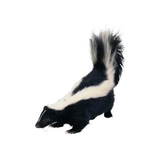 Do Skunks Pose Any Health Risks To Humans Or Pets In Long Beach?