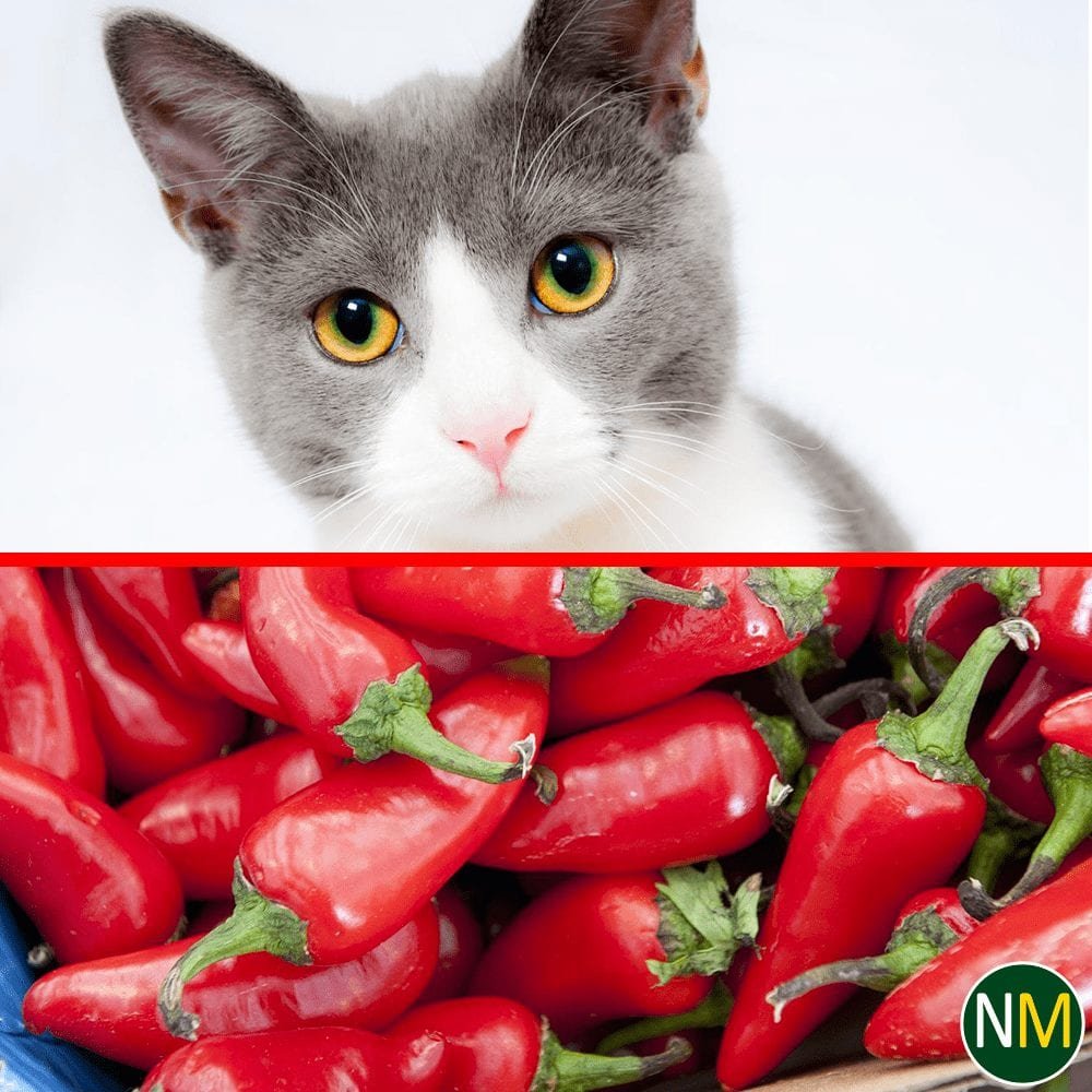 Does Cayenne Pepper Keep Animals Away?