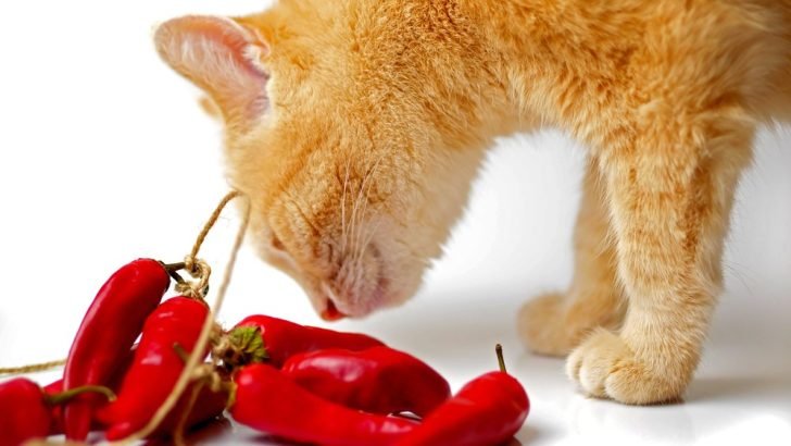 Does Cayenne Pepper Keep Animals Away?