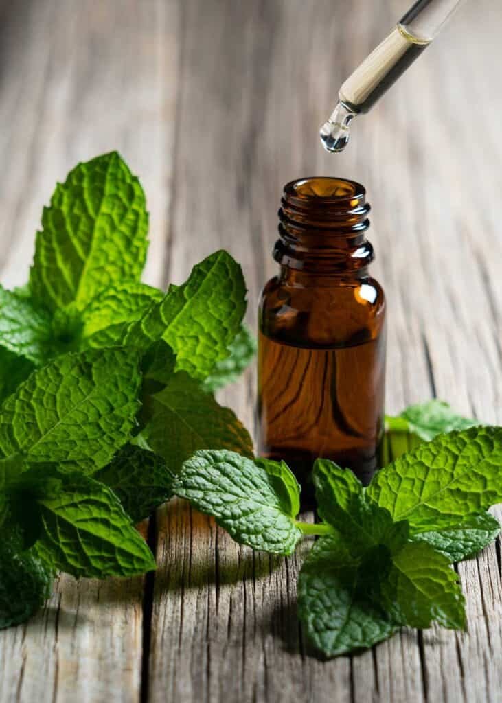 Does Peppermint Oil Attract Any Animals?