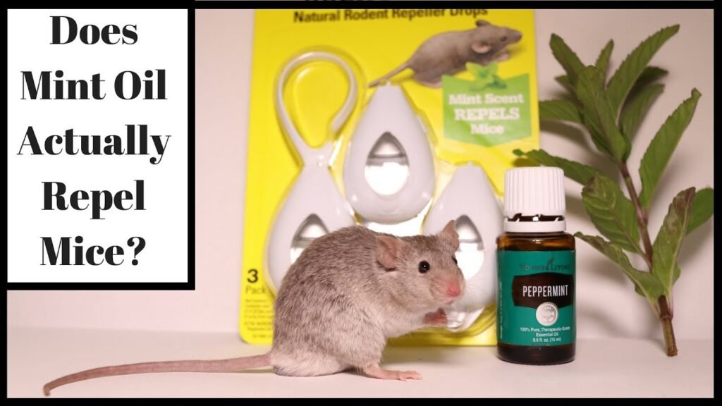 Does Peppermint Oil Repel Mice?