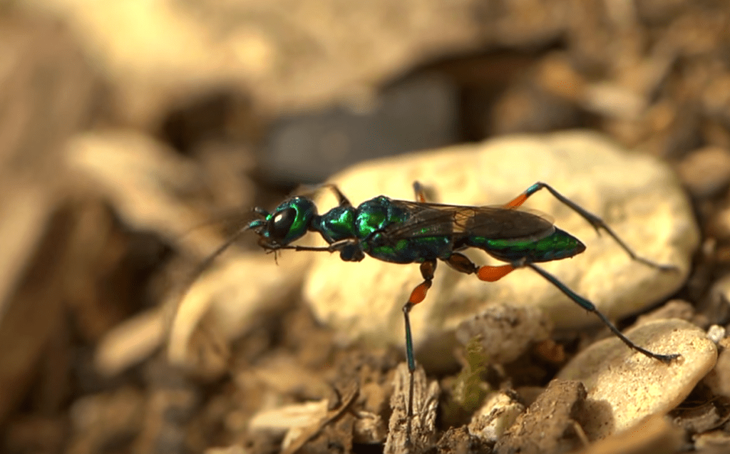 Emerald Cockroach Wasp Mind Control: A Fascinating Tale Of Natures Manipulation