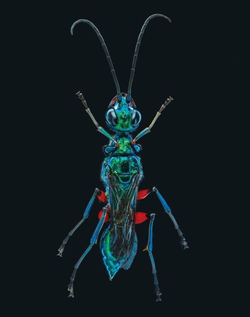 Emerald Cockroach Wasp Mind Control: A Fascinating Tale Of Natures Manipulation