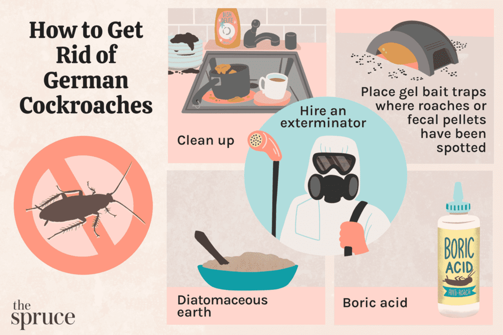 German Cockroach Control Home Remedy: Natural Solutions For Roach Infestations