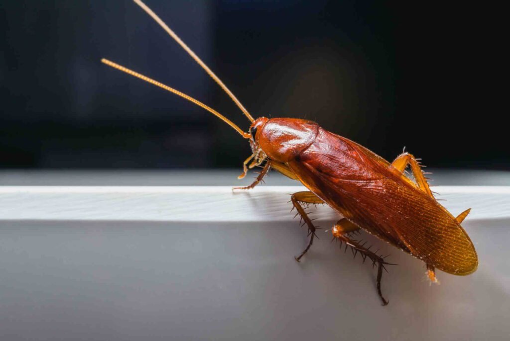 German Cockroach Pest Control Cost: Understanding The Expenses Of Professional Extermination