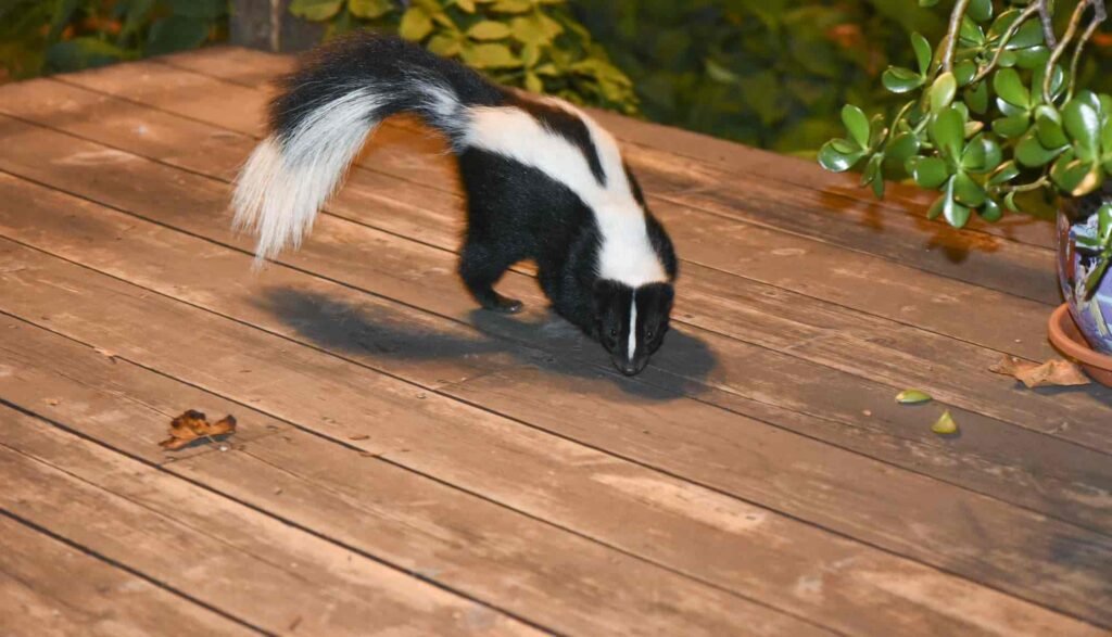 How Can I Safely Prevent Skunks From Nesting On My Property In Long Beach?