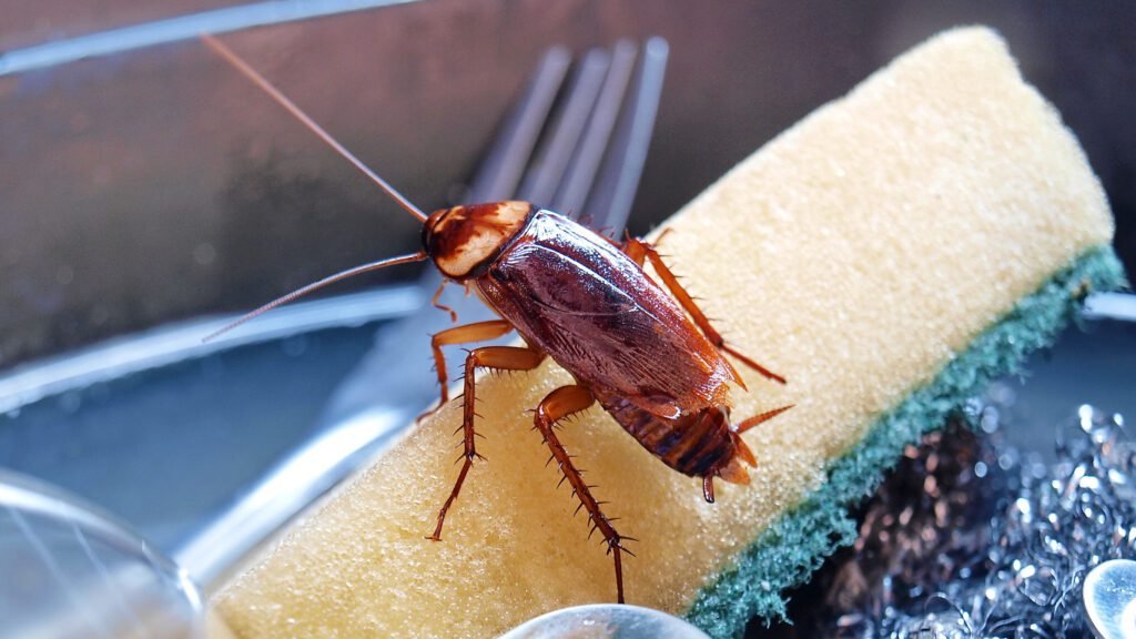How Do I Get Rid Of Roaches In My House Fast?