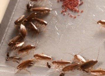 How Do I Get Rid Of Roaches In My House Fast?