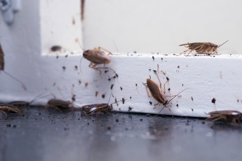 How Do Professionals Get Rid Of Roaches?